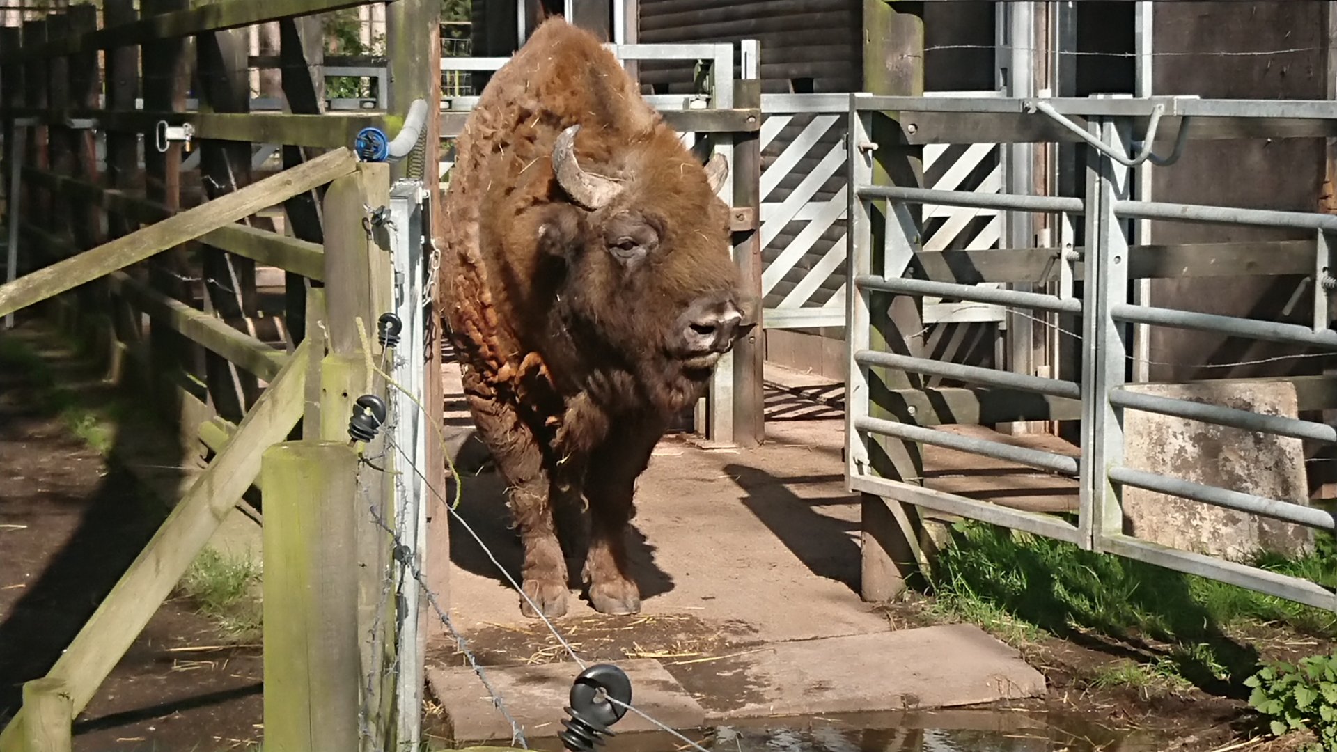 European bison 12 March 2020