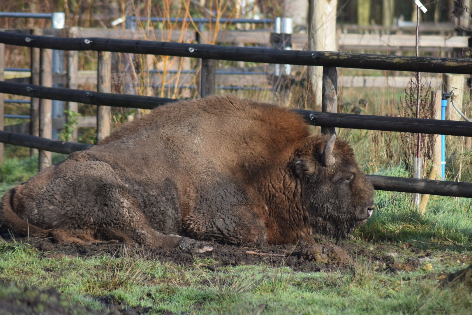 European Bison, 18/01/22