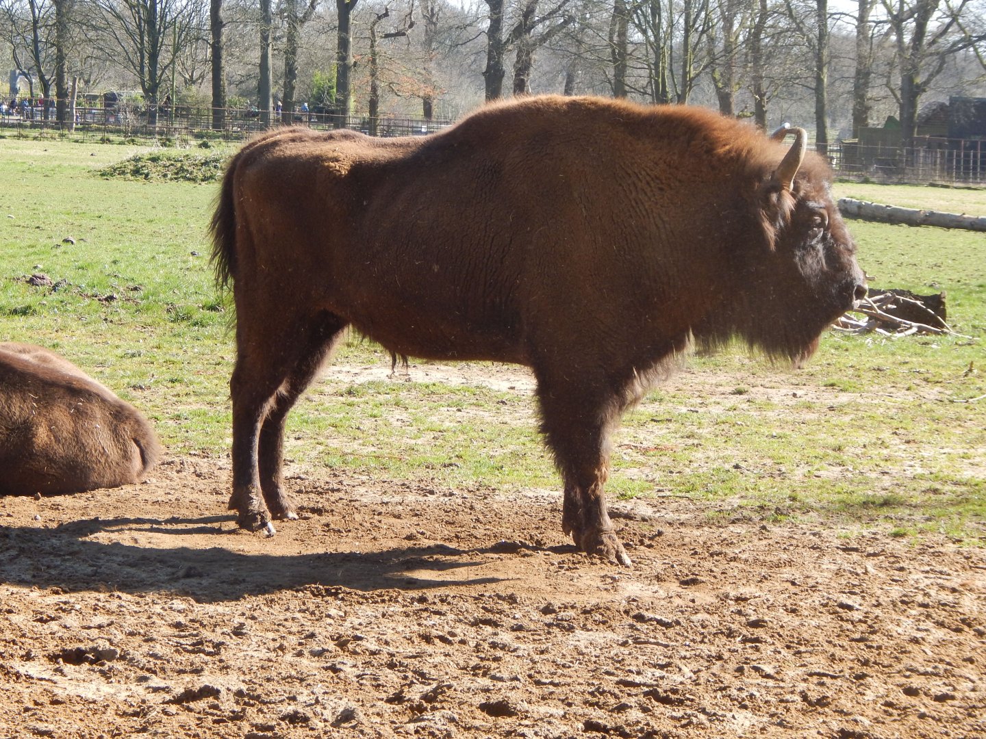 European bison 190322