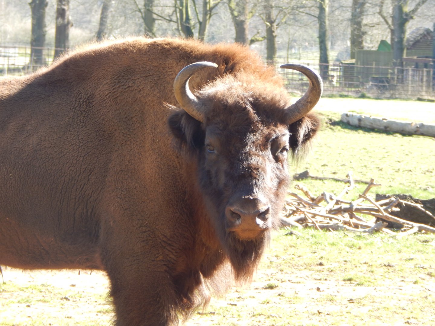 European bison 190322