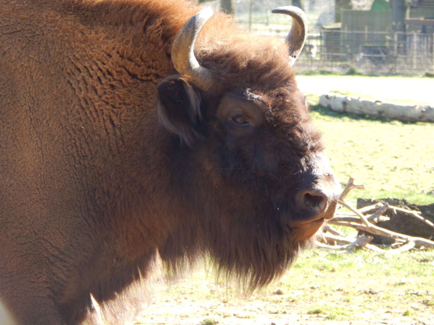 European bison 190322