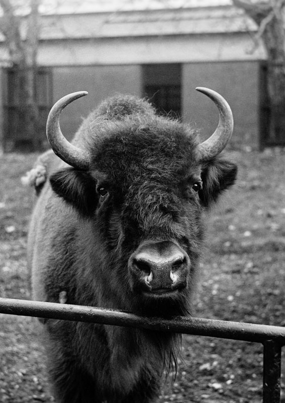 European bison 1972