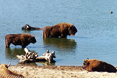 European bison 1995