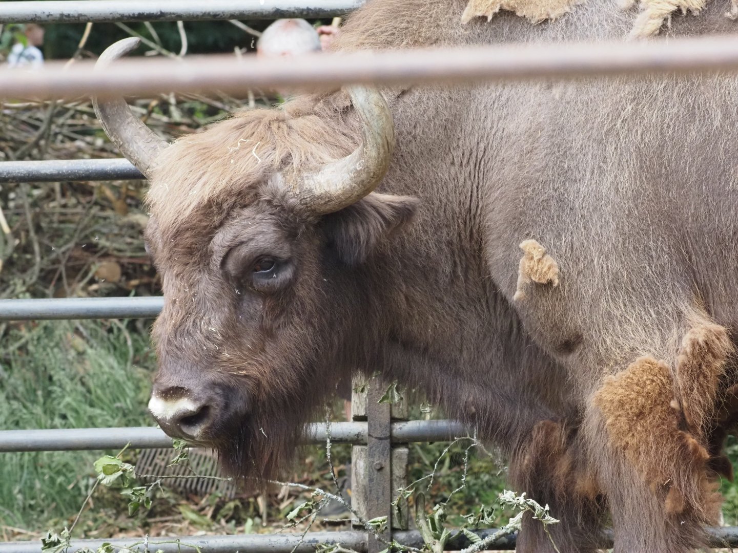European Bison 2