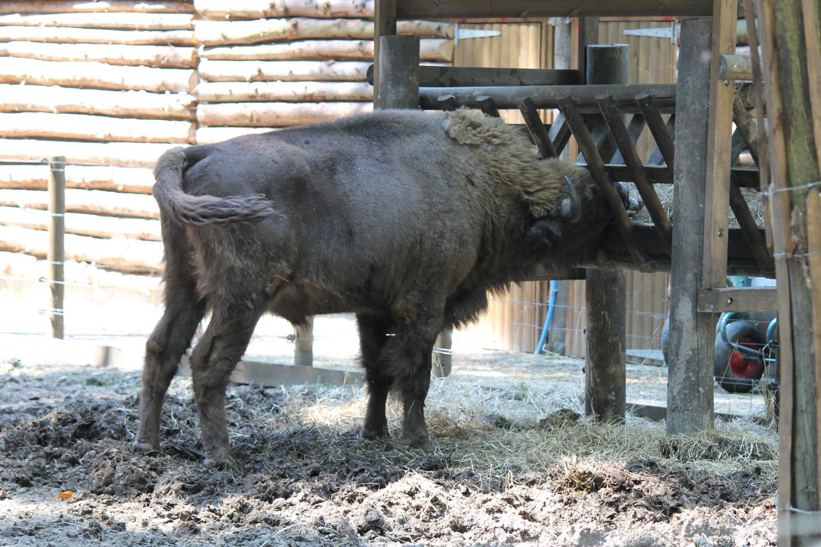 European Bison (2011)