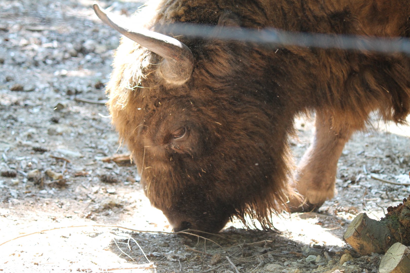 European Bison (2011)