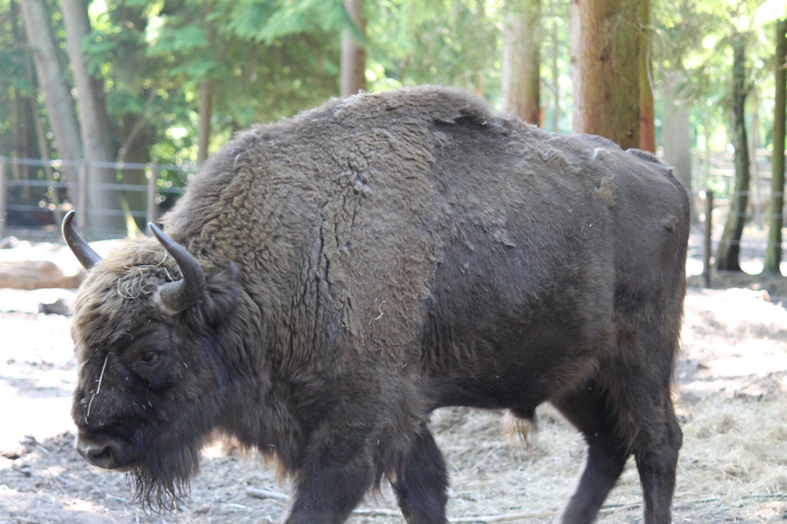 European Bison (2011)