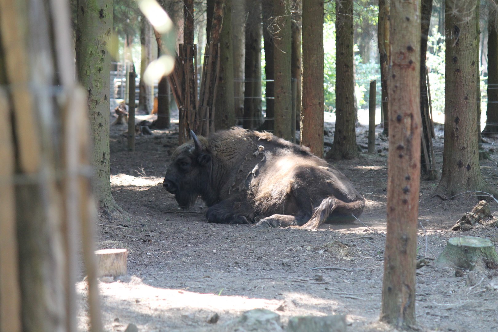 European Bison (2011)