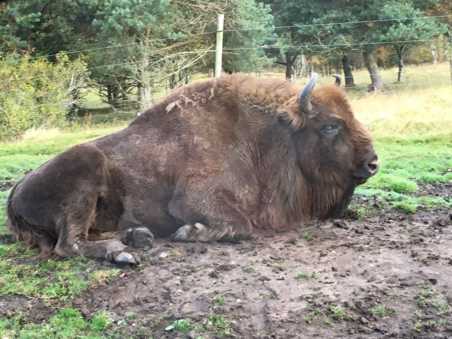 European bison (2019)