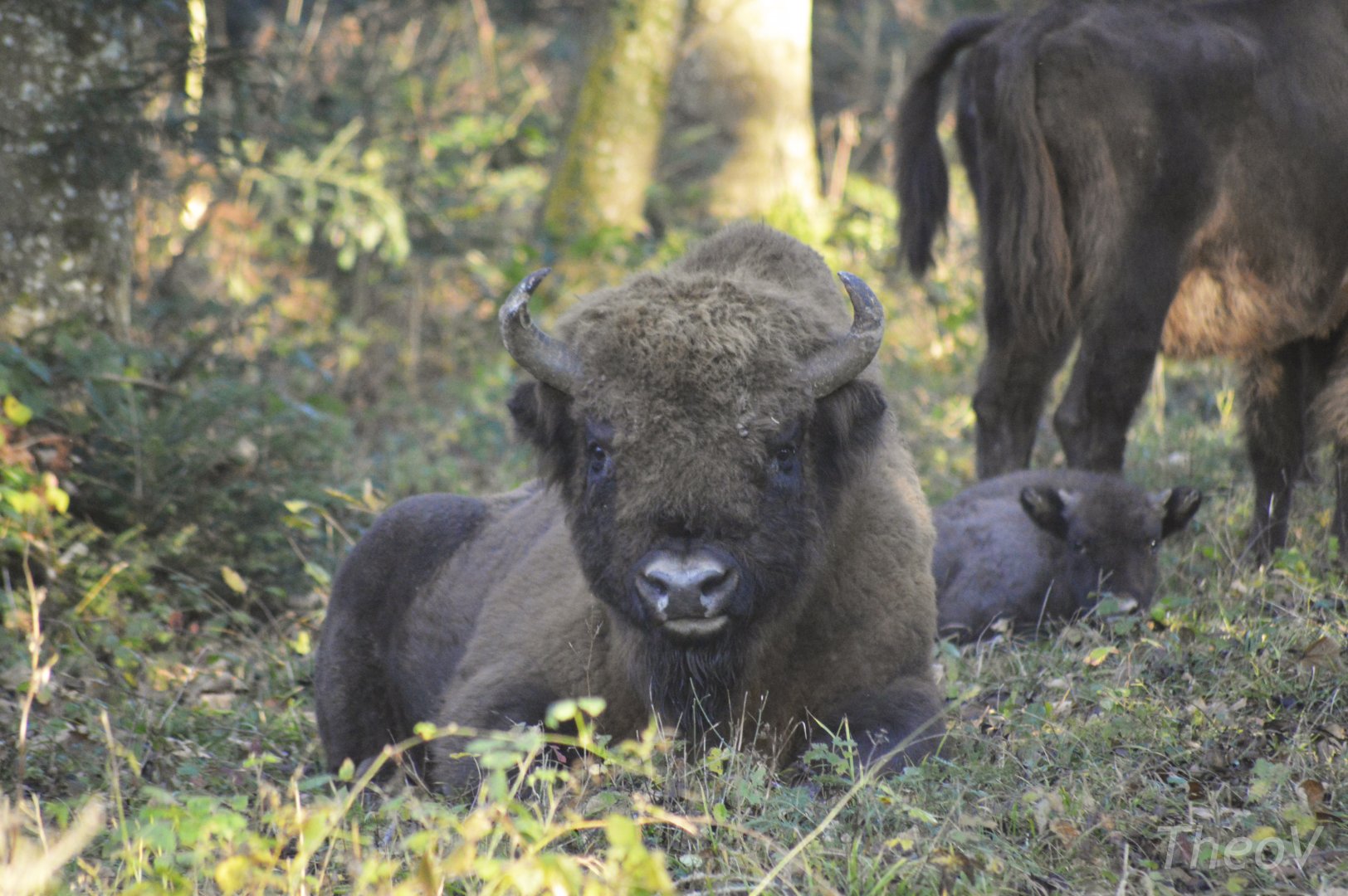 European bison [2020]