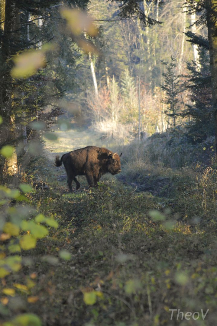 European bison [2020]
