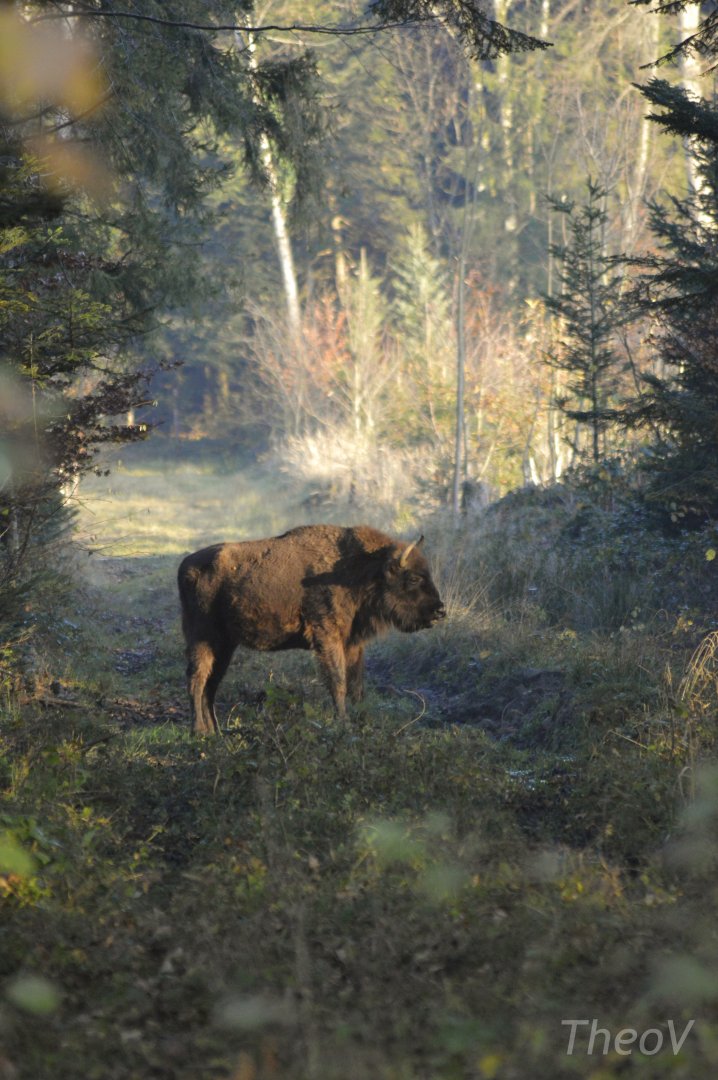 European bison [2020]