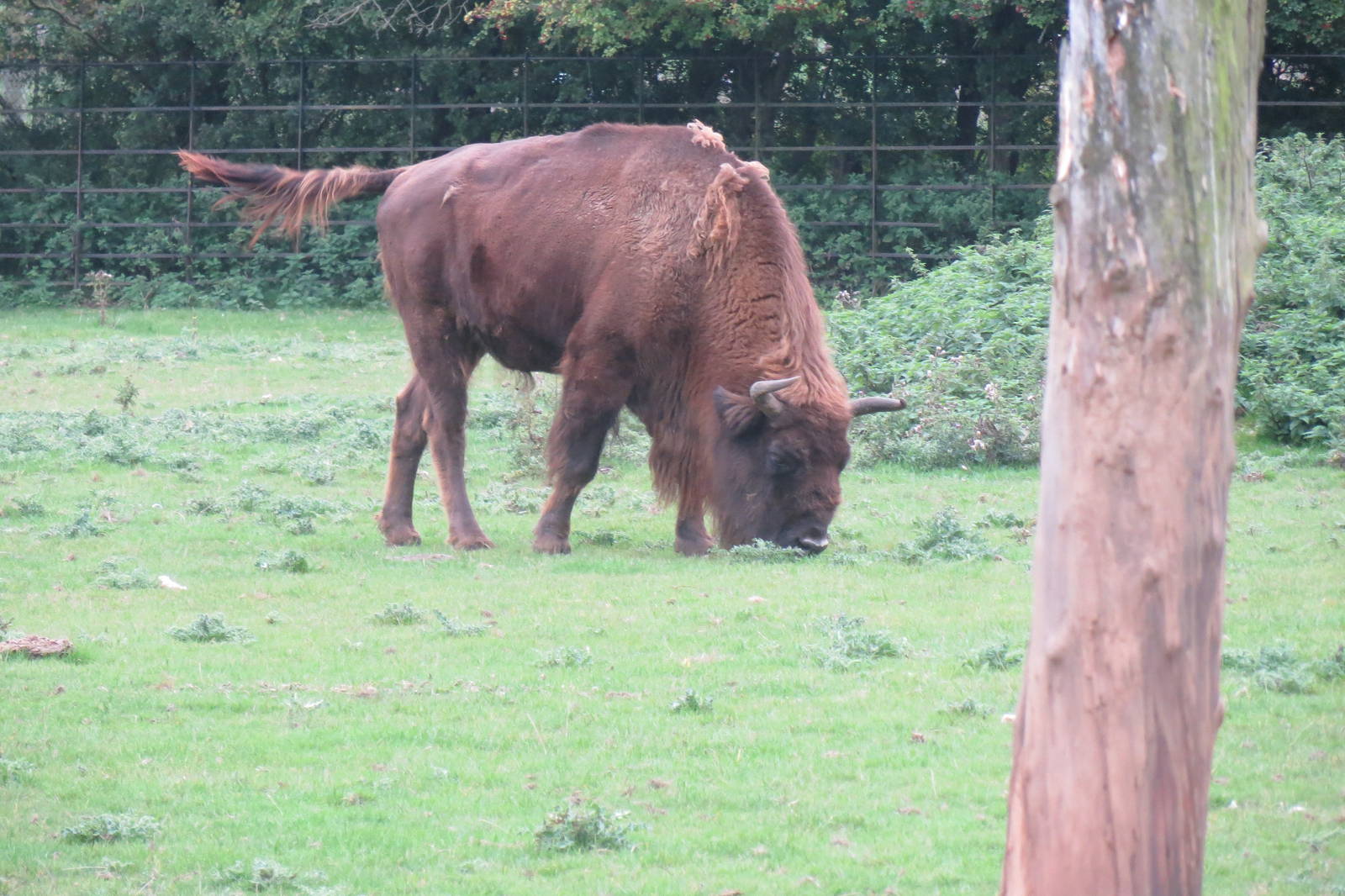 european bison 210913