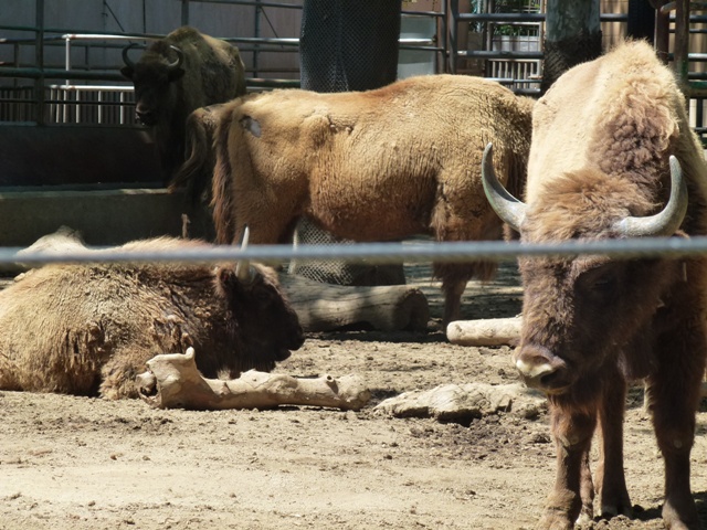 European Bison 23.5.12