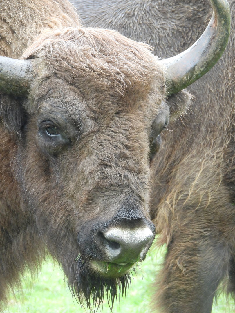 European Bison- 24th July 2023