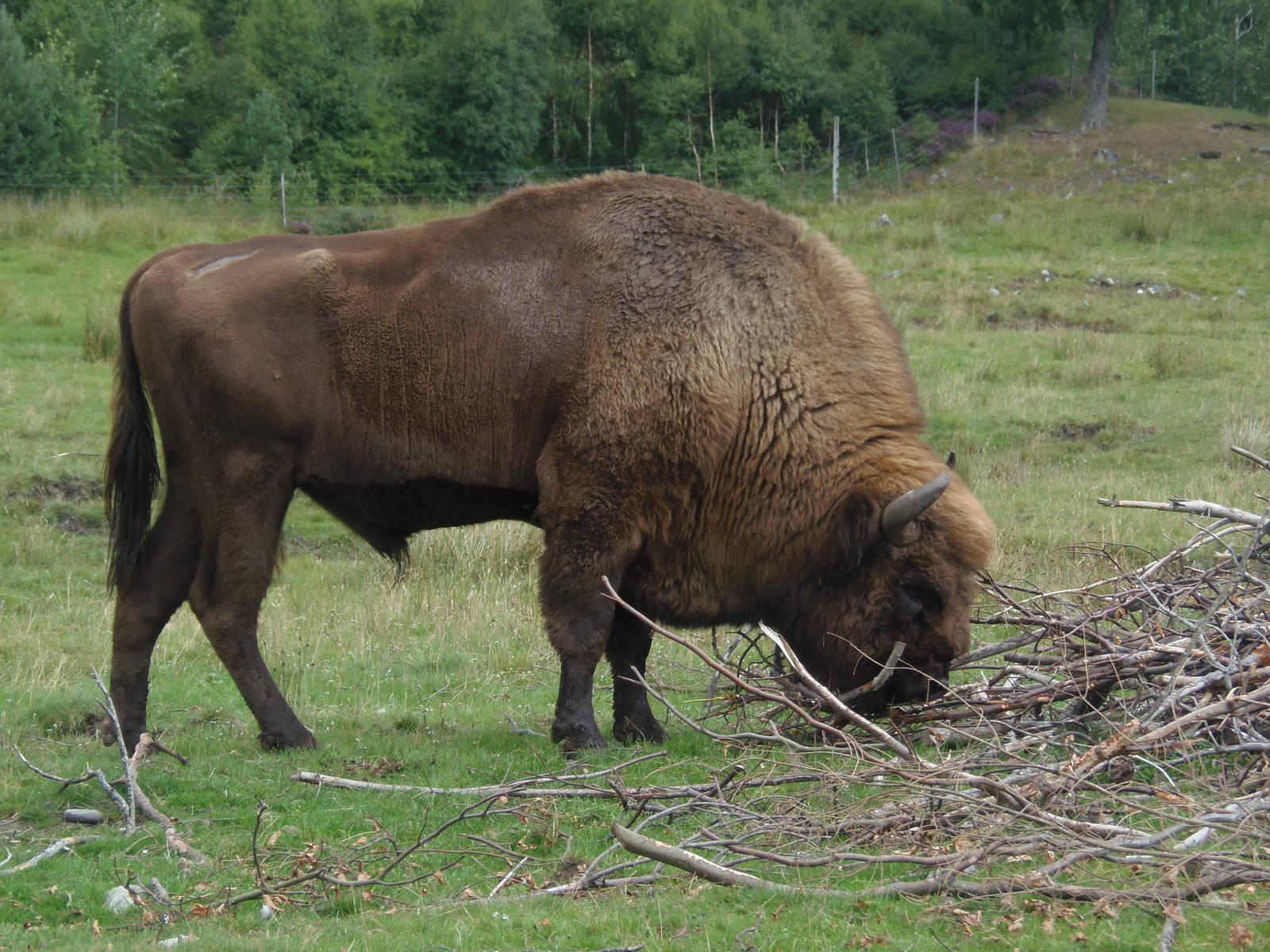 European bison    25/08/13