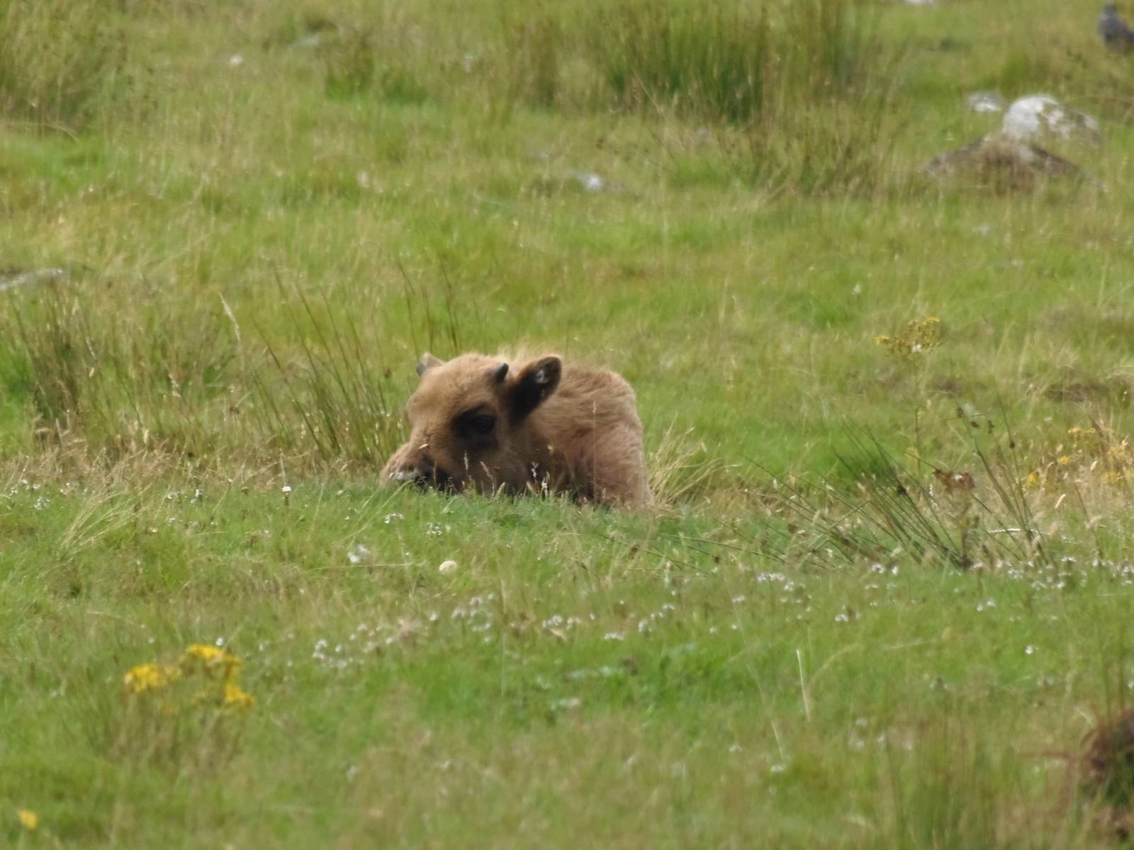 european bison   25/08/13