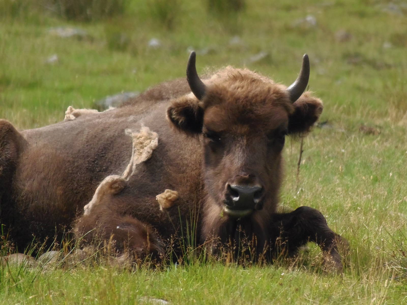 european bison    25/08/13