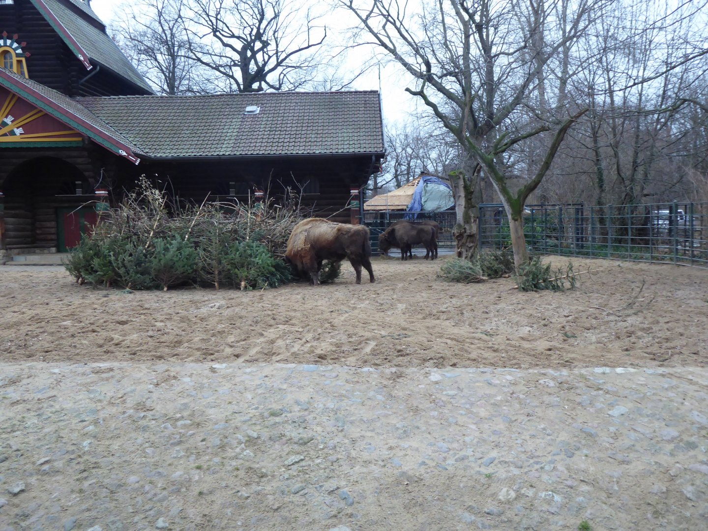 European bison 290118