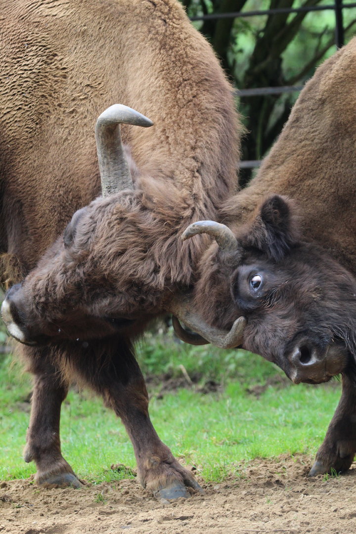 European Bison- 2nd October 2023