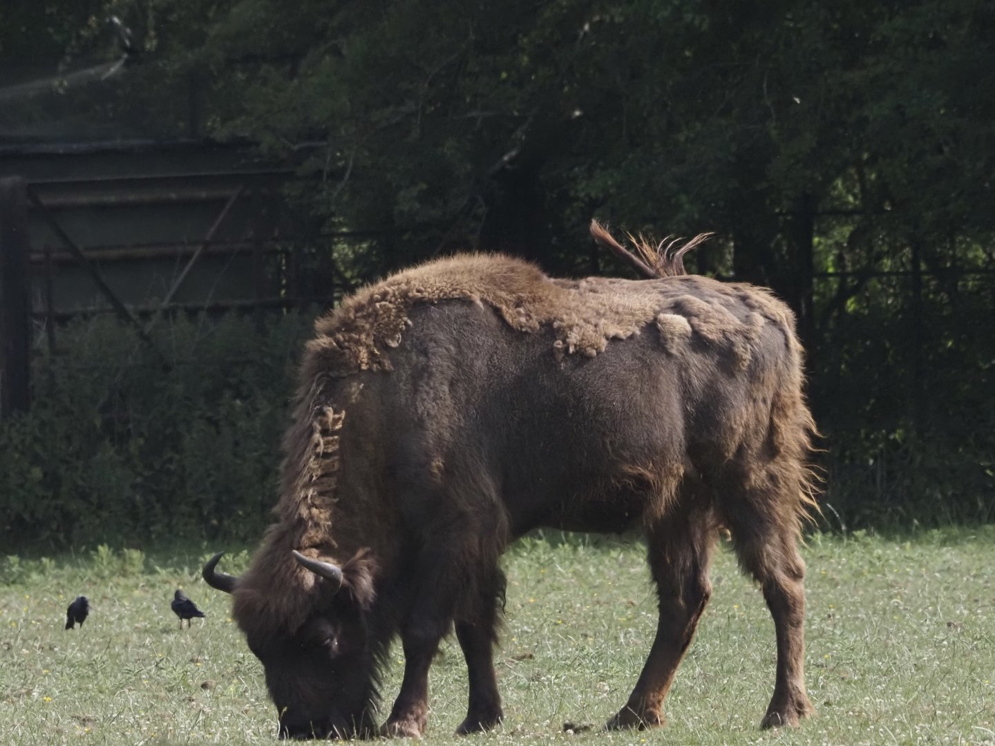 European Bison 3