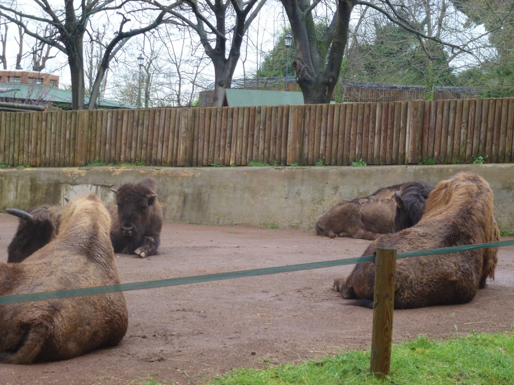 European bison 5.4.15