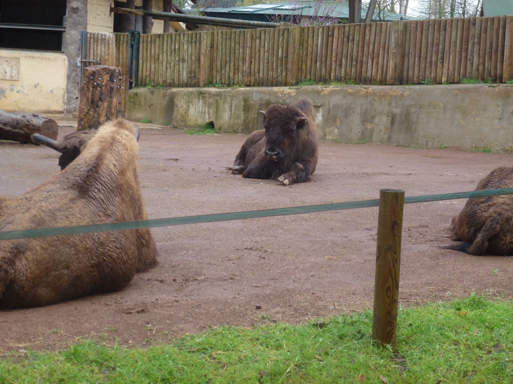 European bison 5.4.15