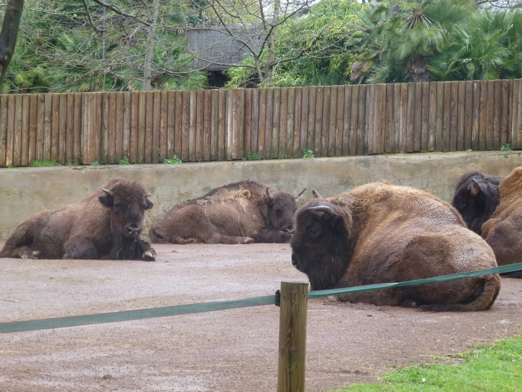 European bison 5.4.15