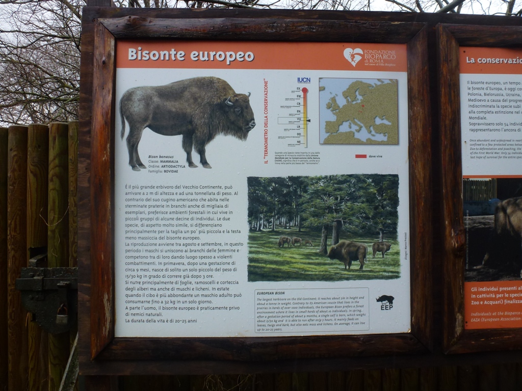 European bison 5.4.15
