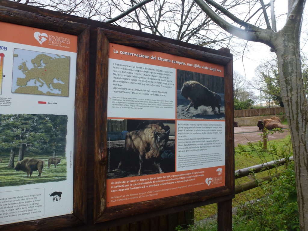 European bison 5.4.15