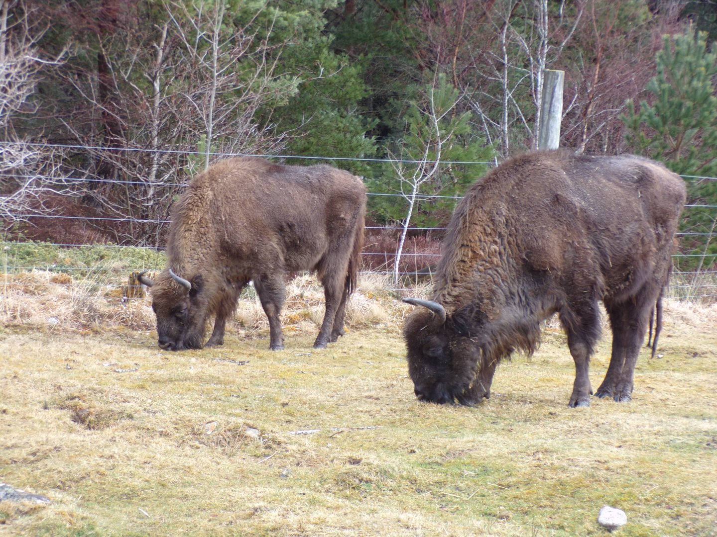 European bison 5.4.24