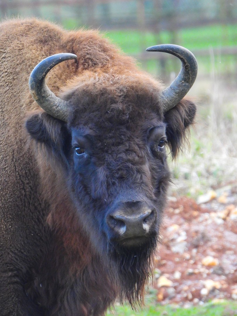 European Bison- 8th January 2024