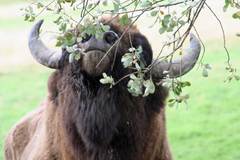 European Bison, a big bull (1000kg) in Avesta