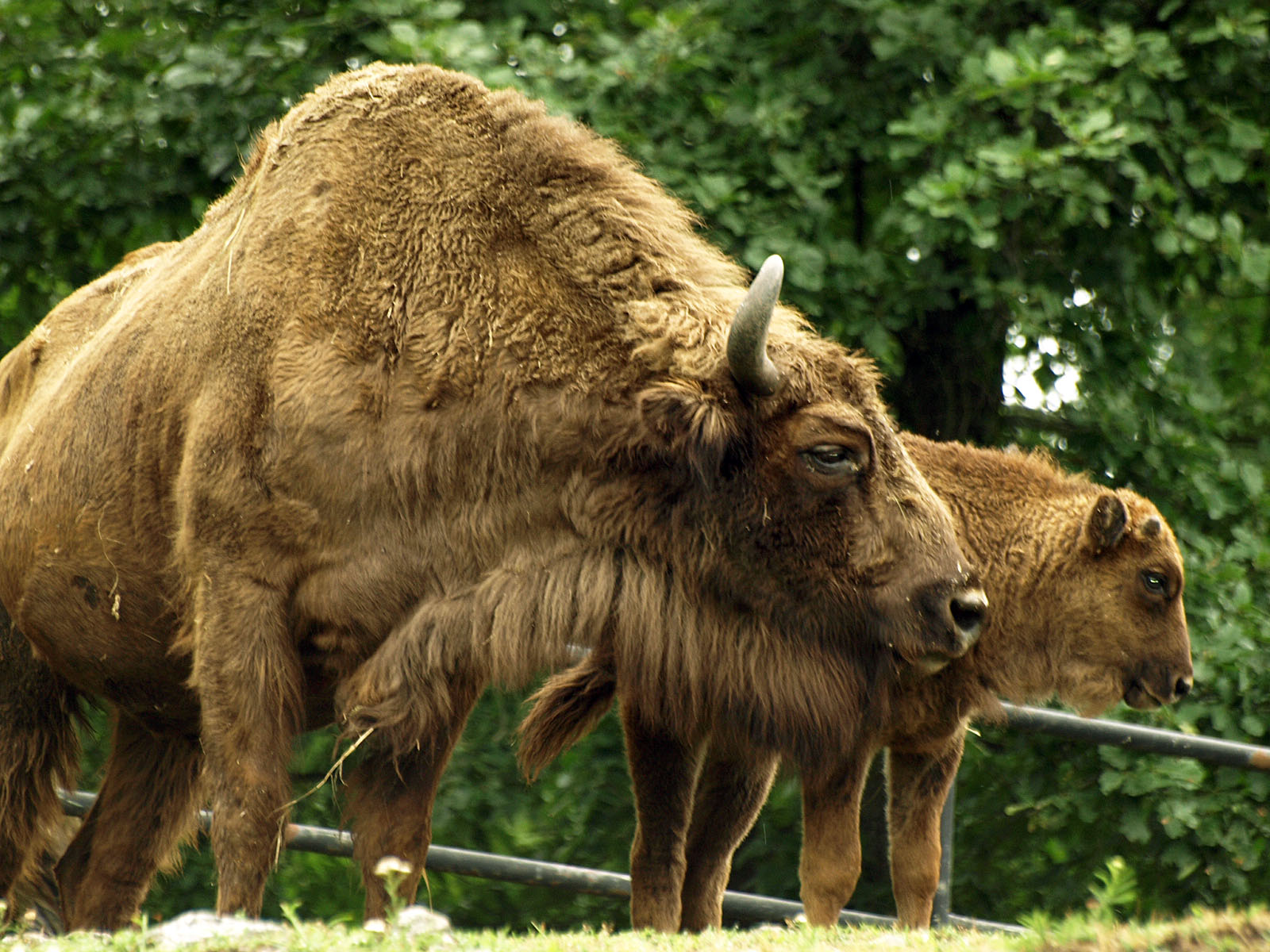 European bison and calf