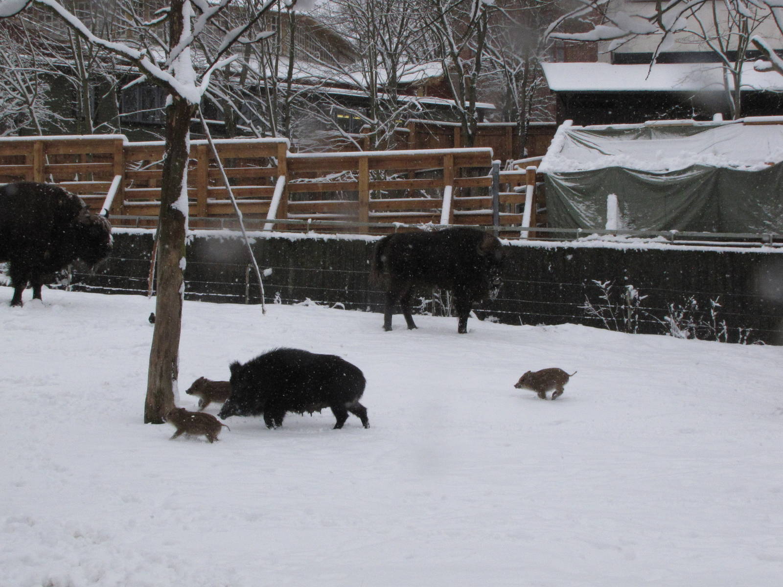 European bison and wild boar at Skansen
