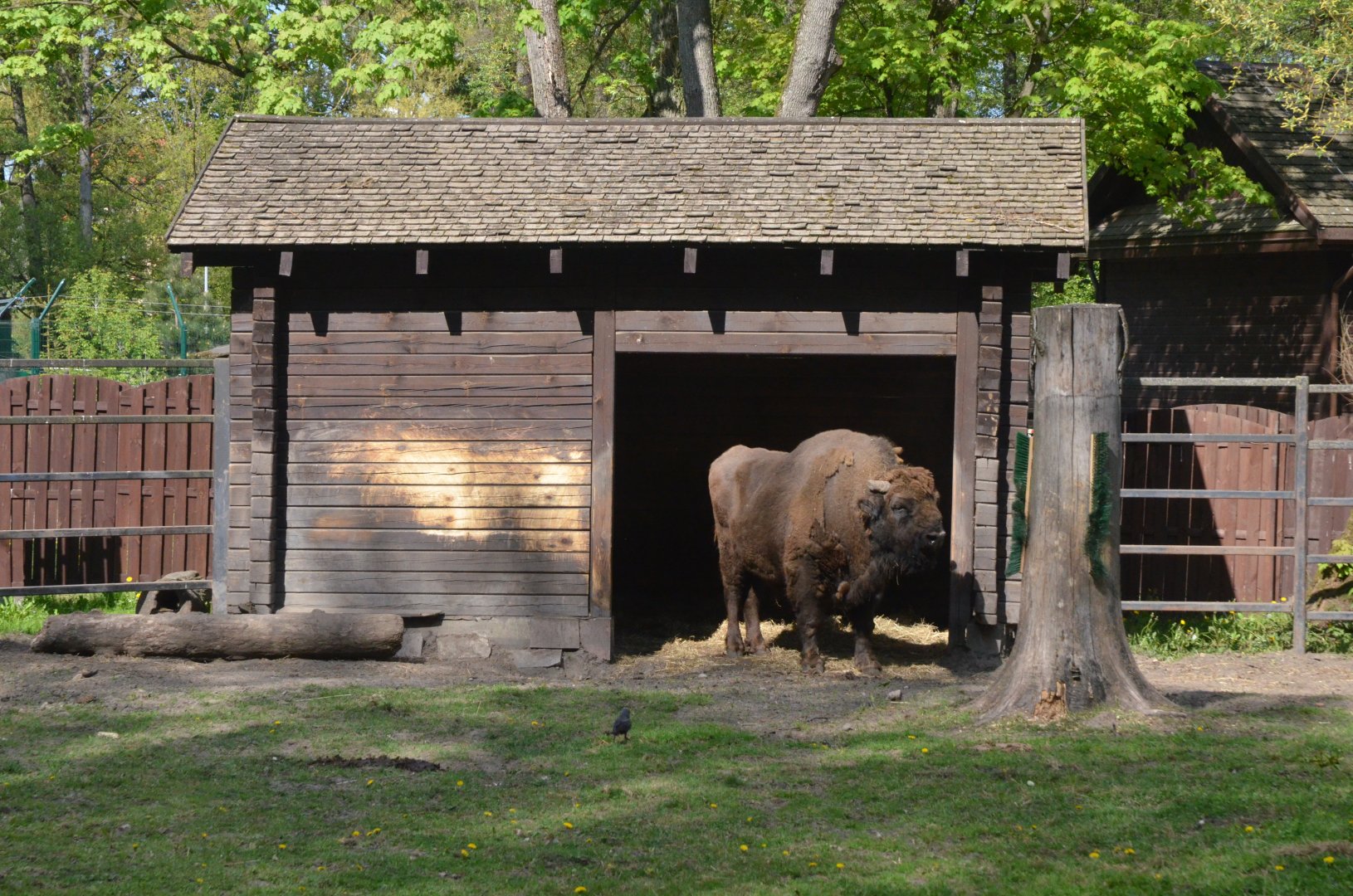 European Bison at Akcent Zoo Białystok, 08/05/19