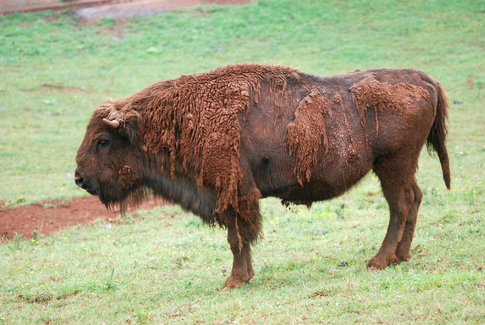 European Bison at Cabarceno, 11/06/15