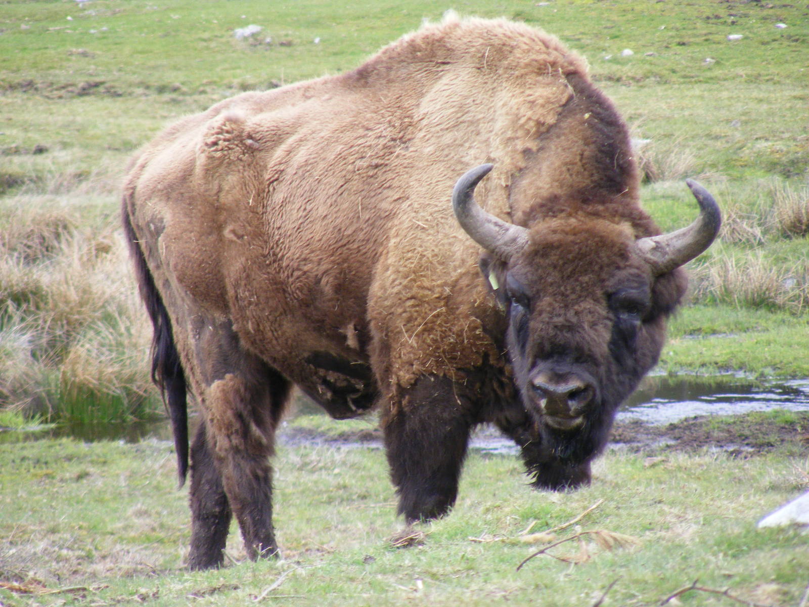 European bison at Highland Wildlife Park, 17 May 2010