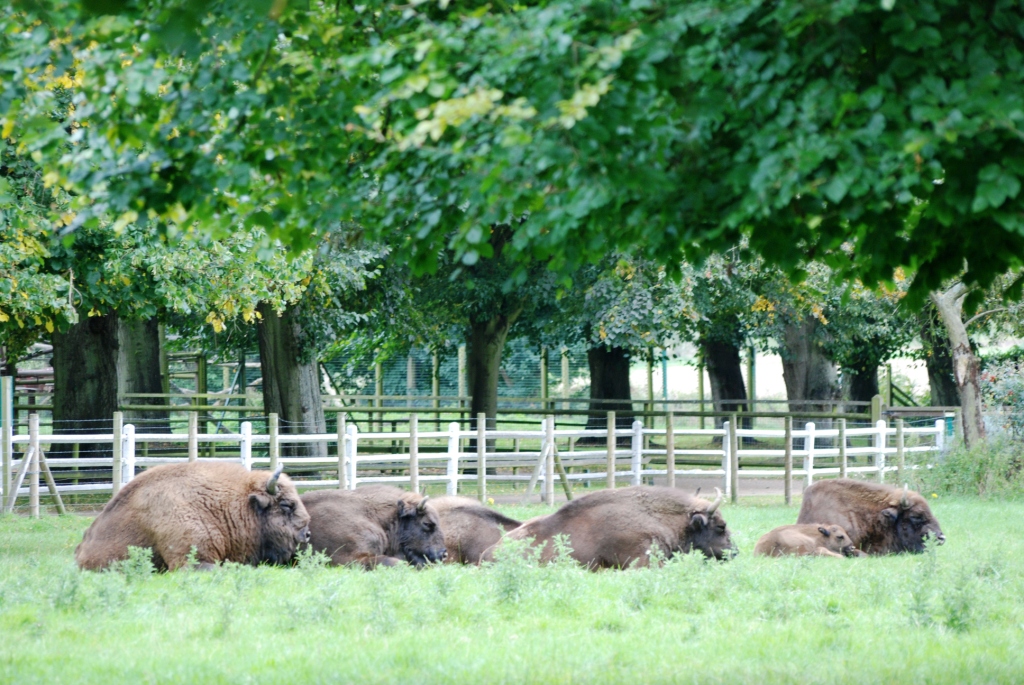 European Bison at Howletts, 30/08/14