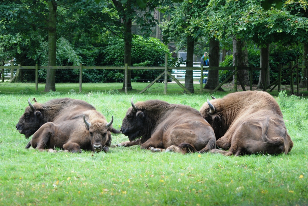 European Bison at Howletts, 30/08/14