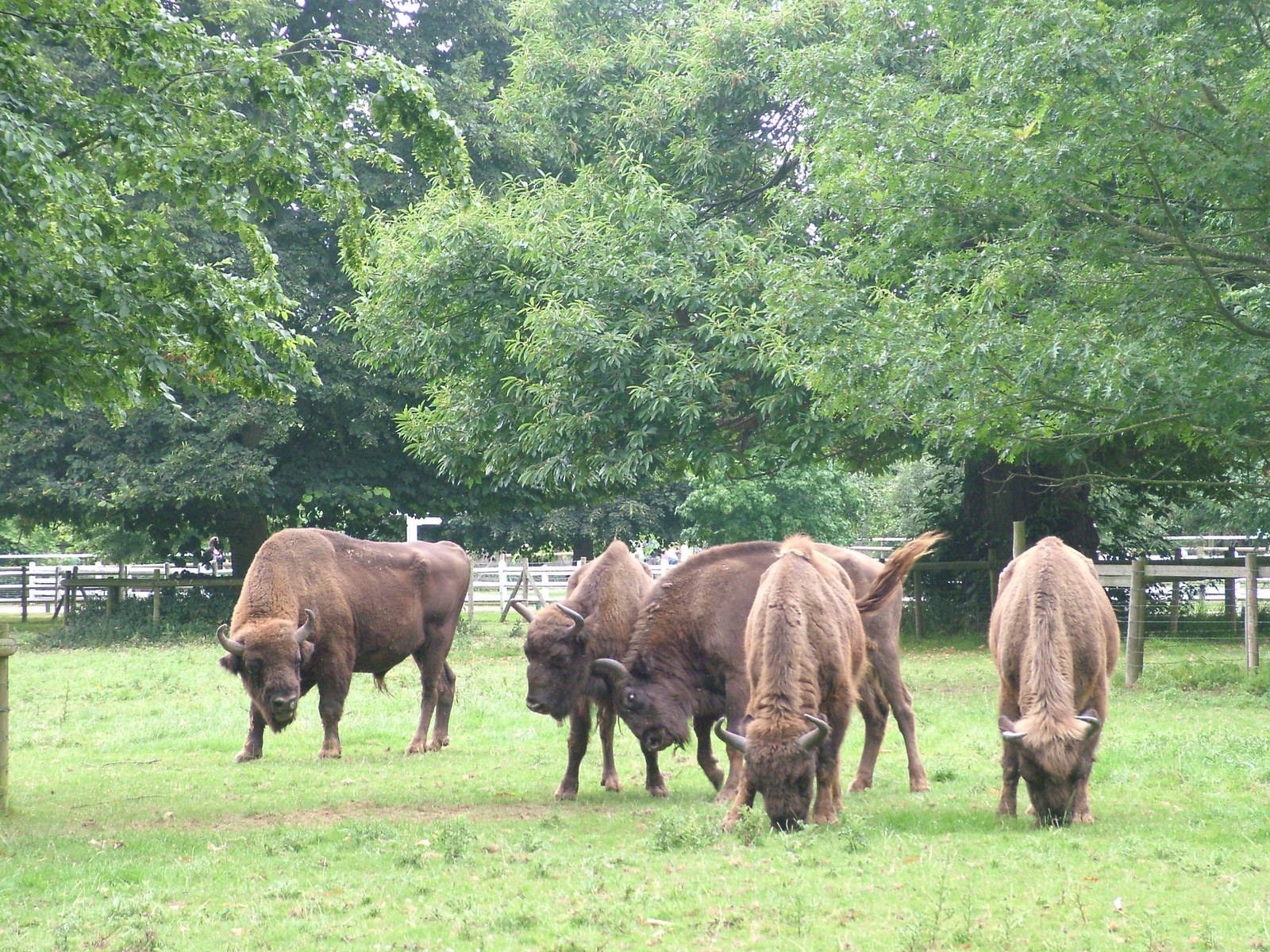 European Bison at Howletts, 31/07/10