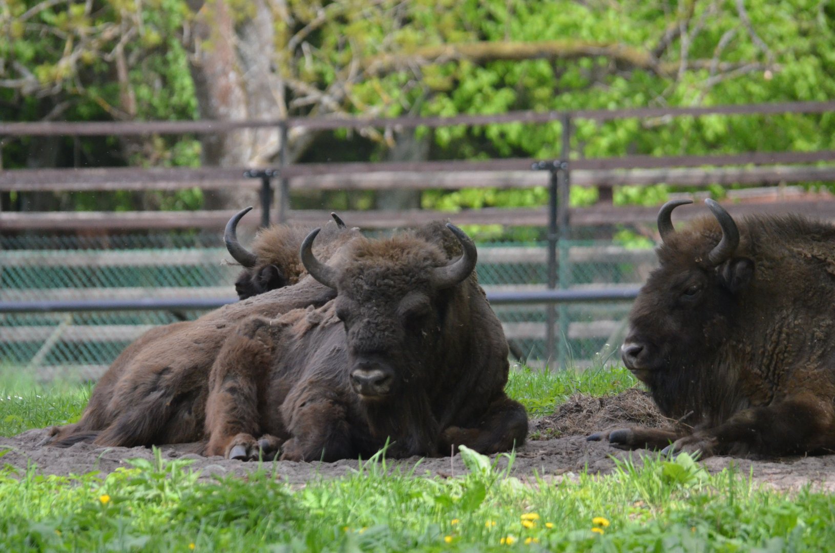 European Bison at Rezerwat Pokazowy Żubrów, Białowieża 07/05/19