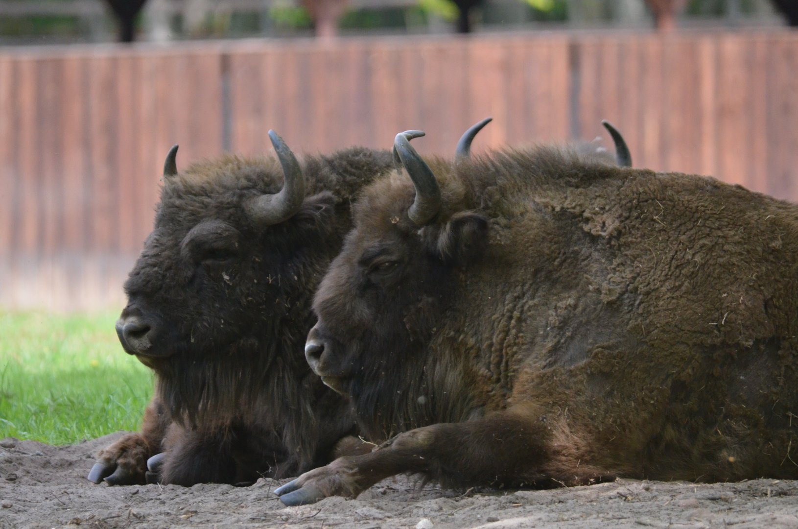 European Bison at Rezerwat Pokazowy Żubrów, Białowieża 07/05/19