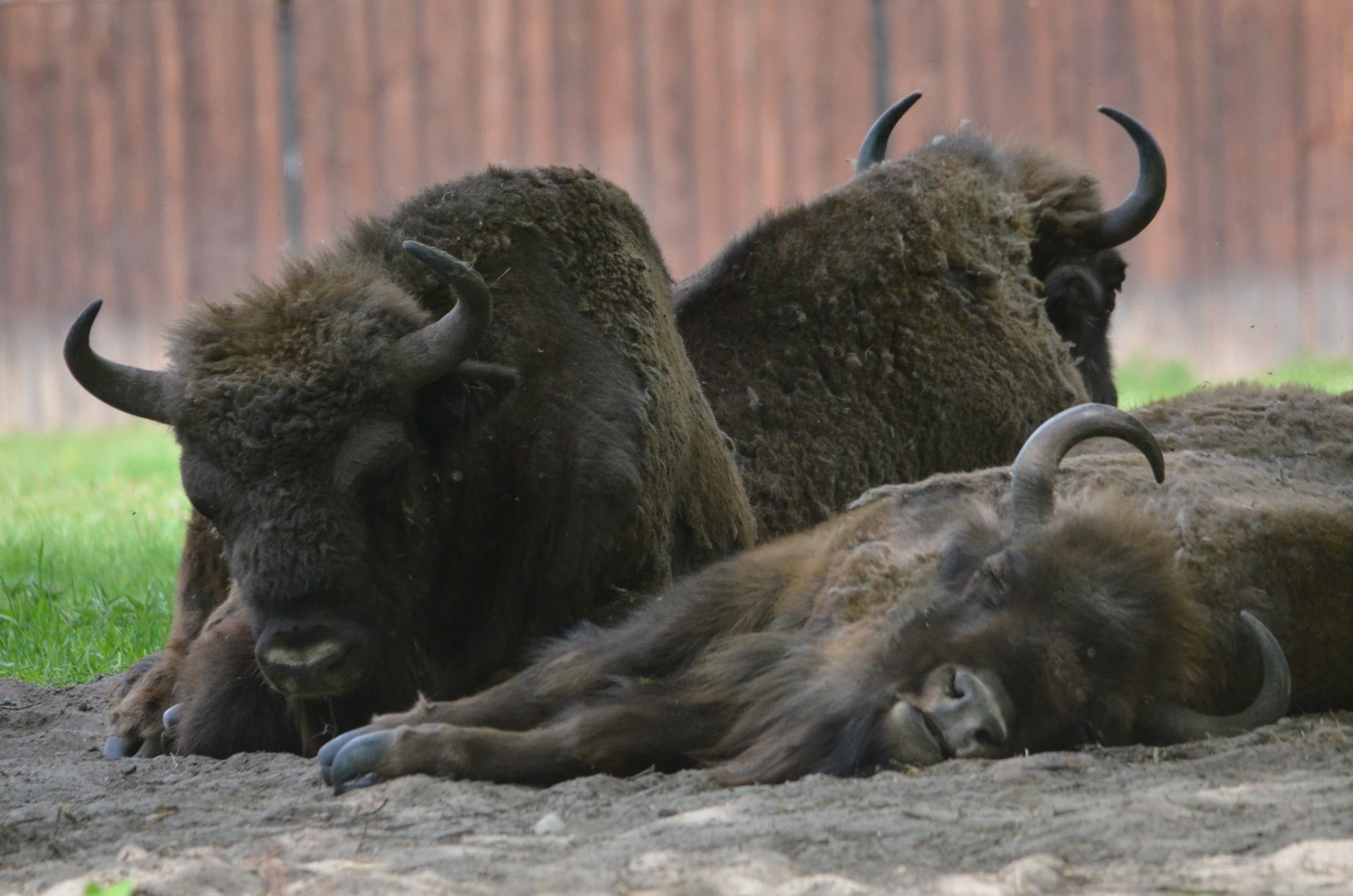 European Bison at Rezerwat Pokazowy Żubrów, Białowieża 07/05/19