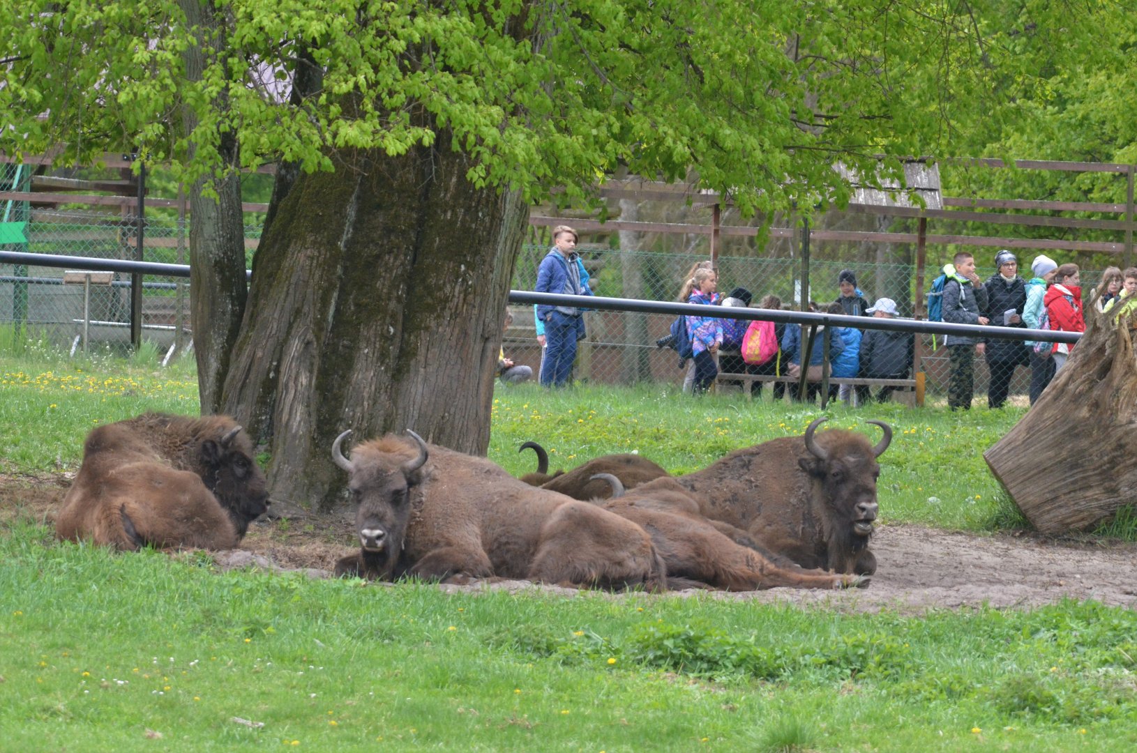 European Bison at Rezerwat Pokazowy Żubrów, Białowieża 07/05/19