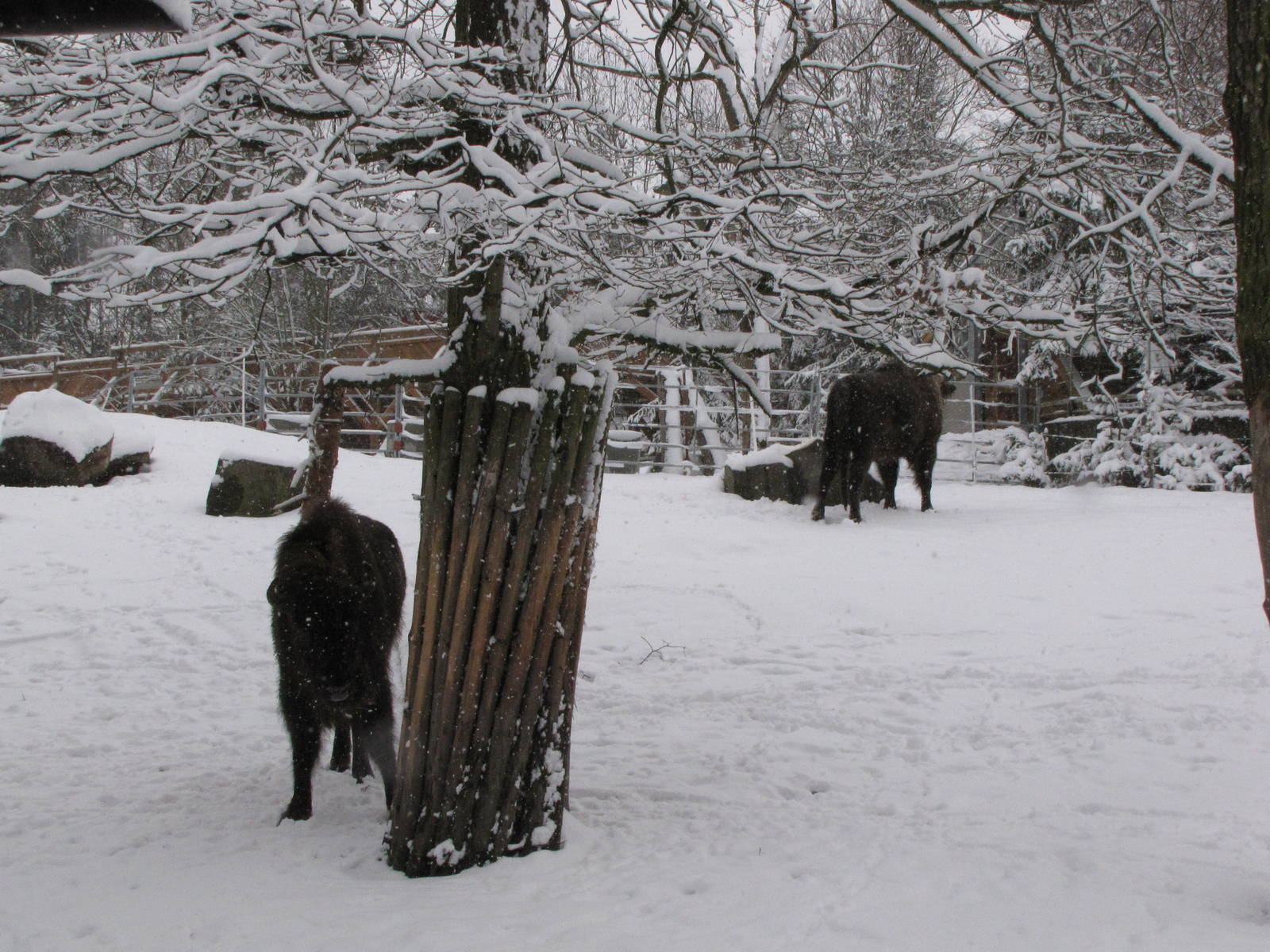 European bison at Skansen
