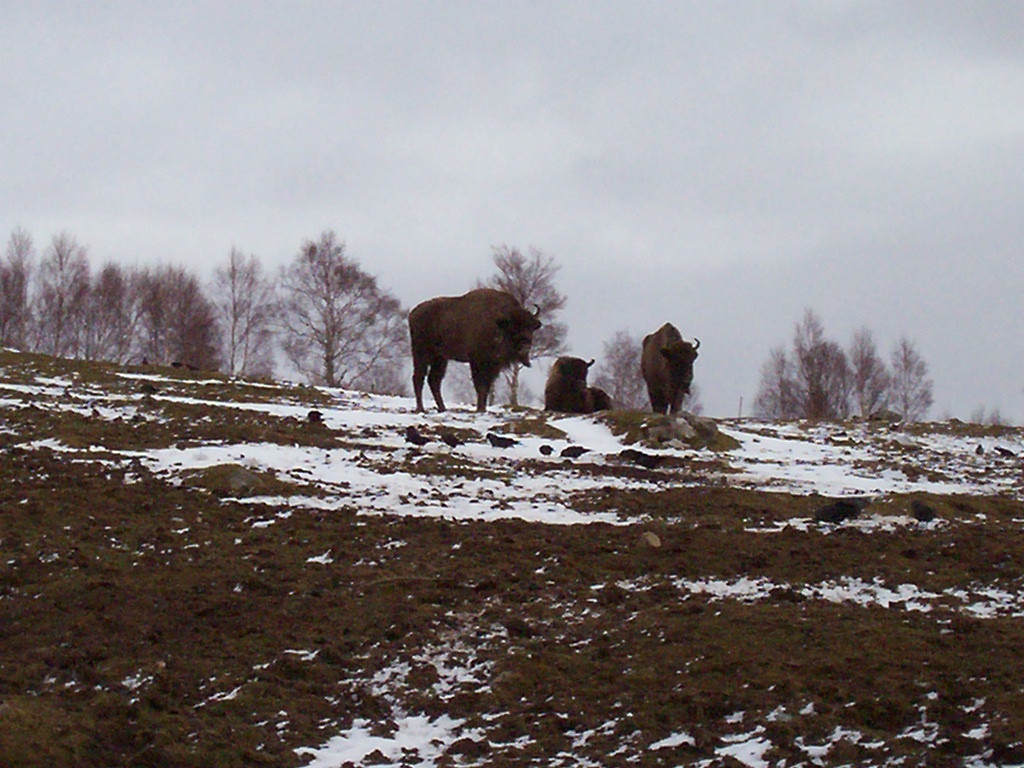 European bison at the HWP