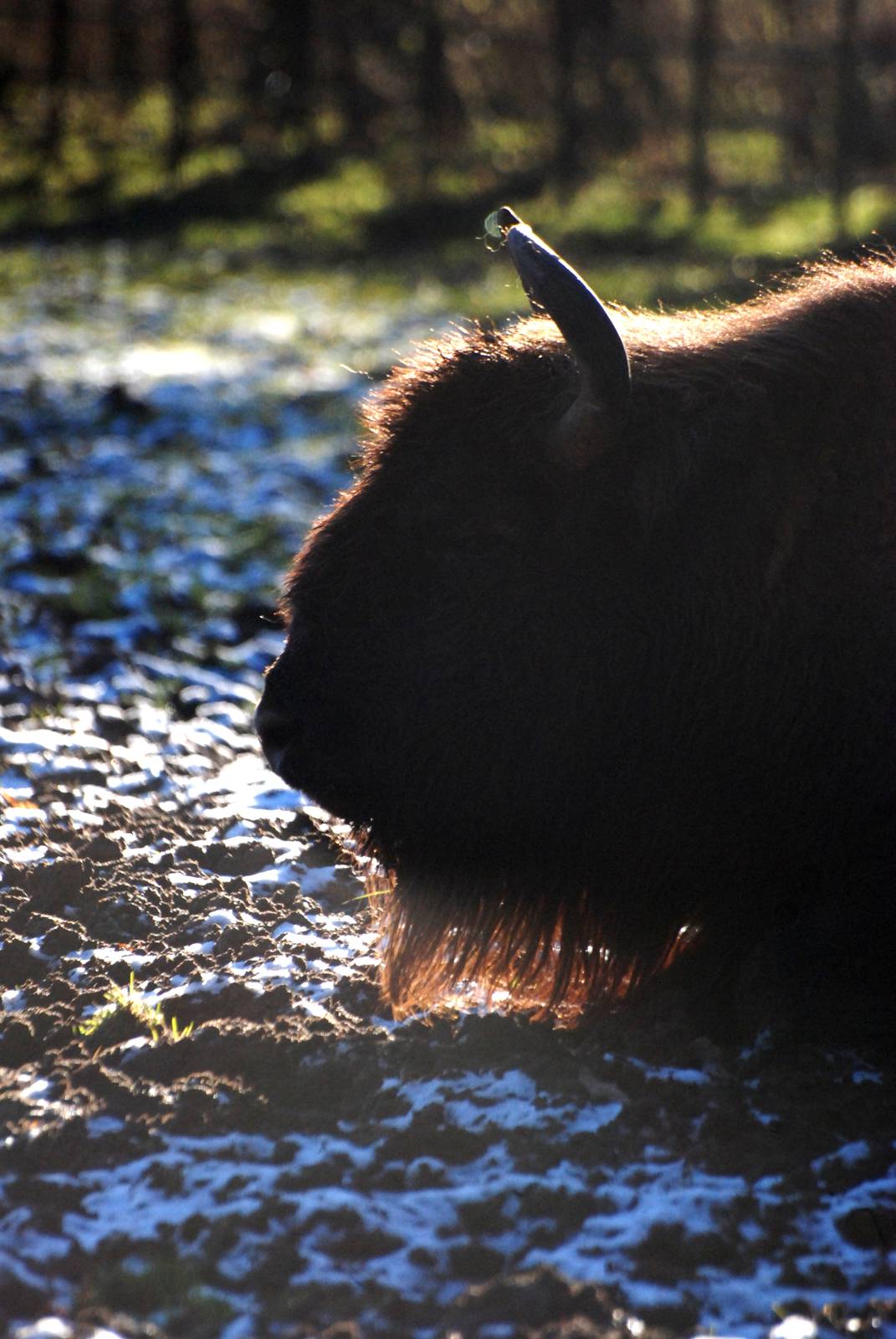 European Bison at Whipsnade, 07/12/12