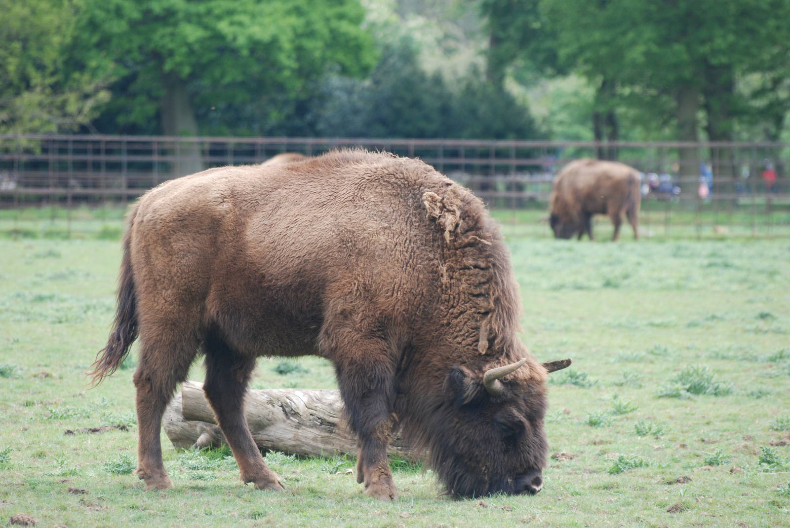 European Bison at Whipsnade 08/05/11