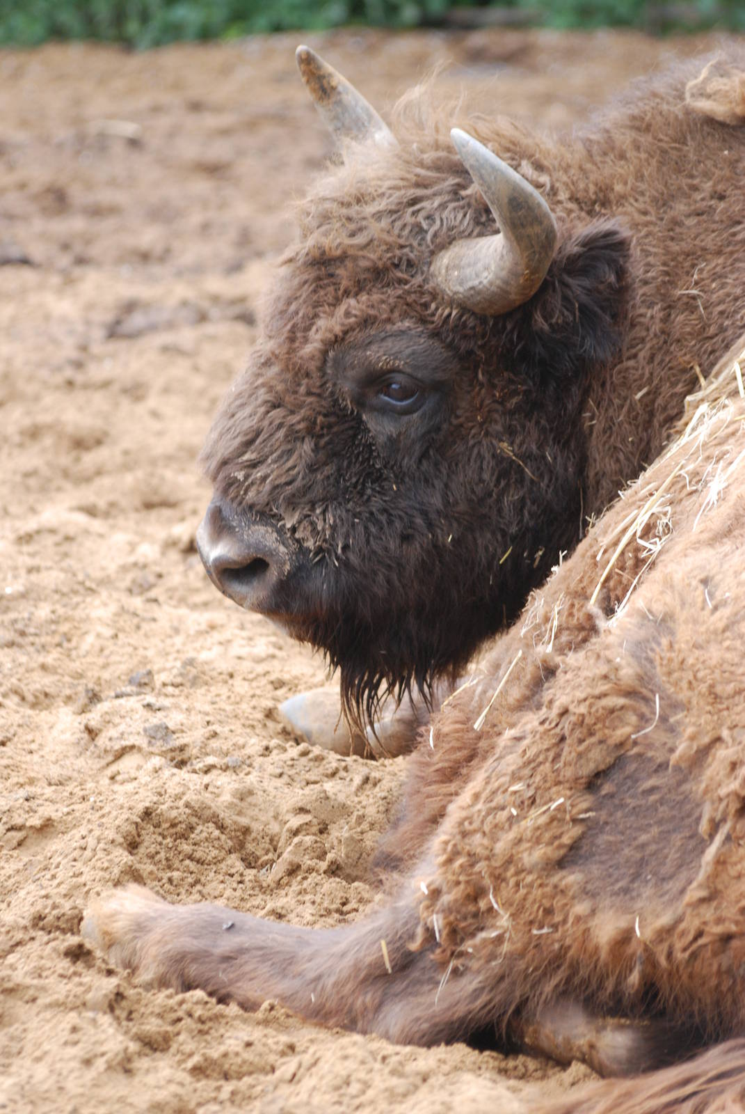 European Bison at Whipsnade 08/05/11